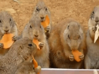 Прикол с грызунами