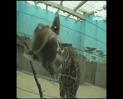 Ты был в зоопарке