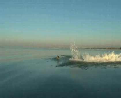 Человек дельфин