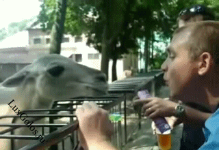 Лама не умеет целоваться, но зато отлично плеваться