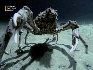 Сенсация! На дне моря было найдено чудовище