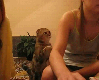 Домашним питомцам нужно внимание