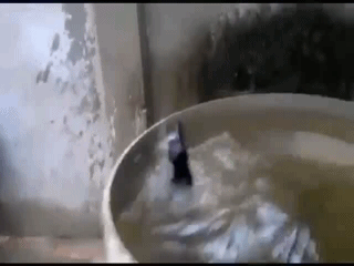 Рекордсмен по прыжкам