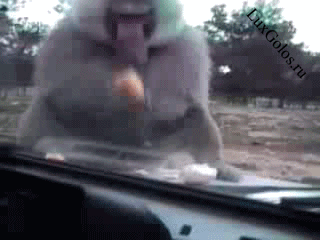 Обезьяна испугалась не на шутку