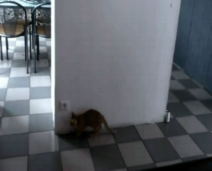 Кошачий подвох