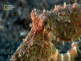 Нереальная красота подводного мира