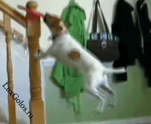 Бой с игрушкой