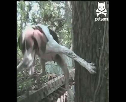 Собача Миссия невыполнима