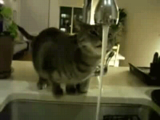 Жарааа! Кот под краном!