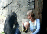 ЖЕСТЬ!!смех)))))обезьяны такое вытворяют!